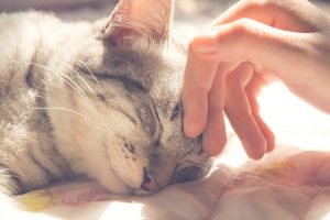 Person touching the cat's head